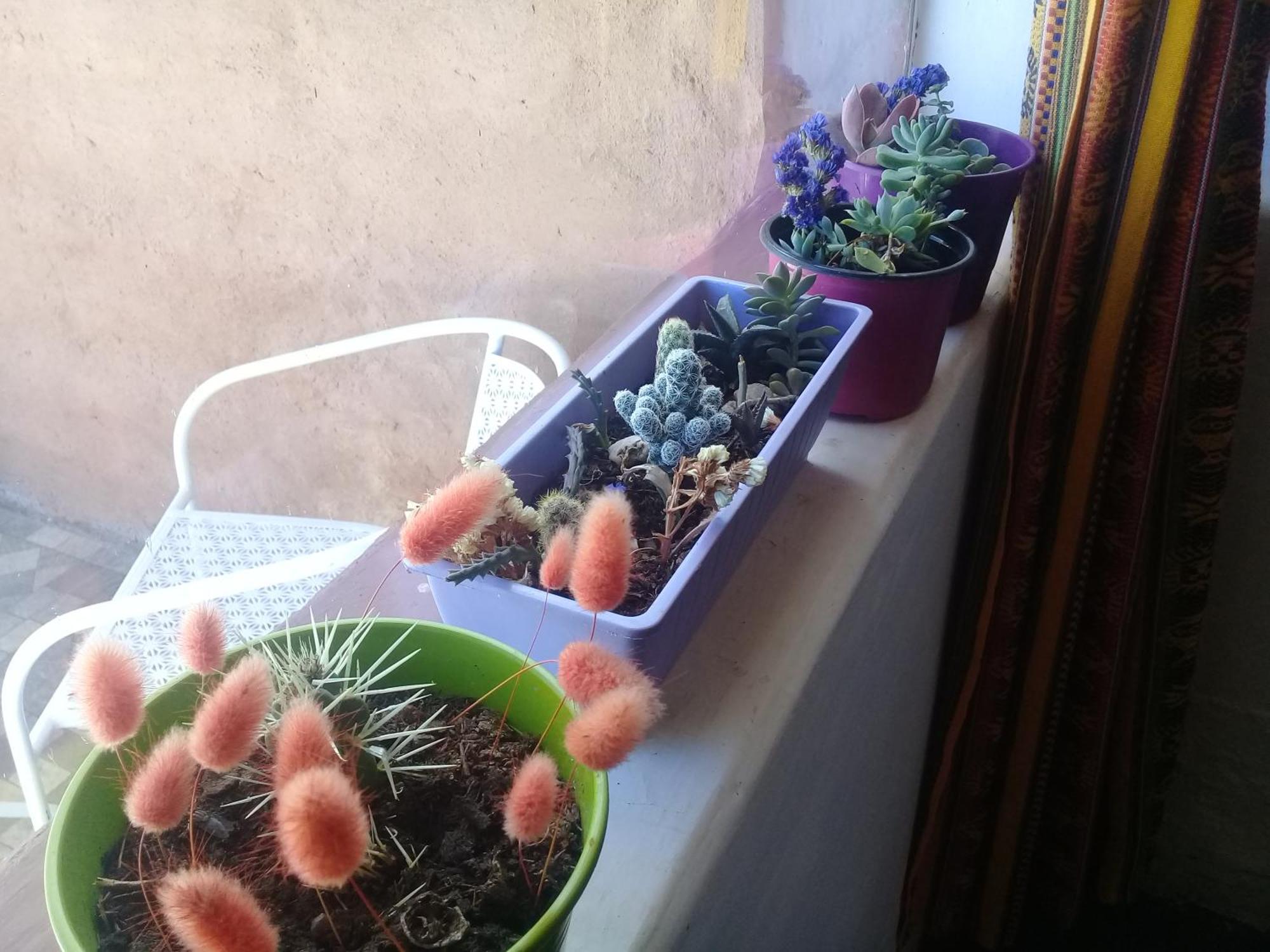 Cabana El Cardon,Casita En El Campo Quebradeno Humahuaca Luaran gambar