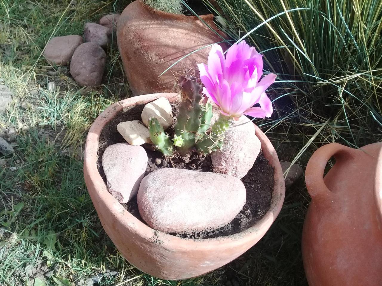 Cabana El Cardon,Casita En El Campo Quebradeno Humahuaca Luaran gambar